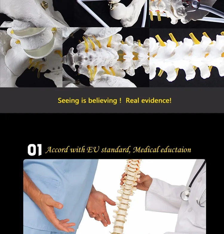 Nutural large factory direct sale artifical medical antomical human spine model.jpg