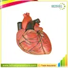 Vivid Human Organs Body Anatomy Heart Model