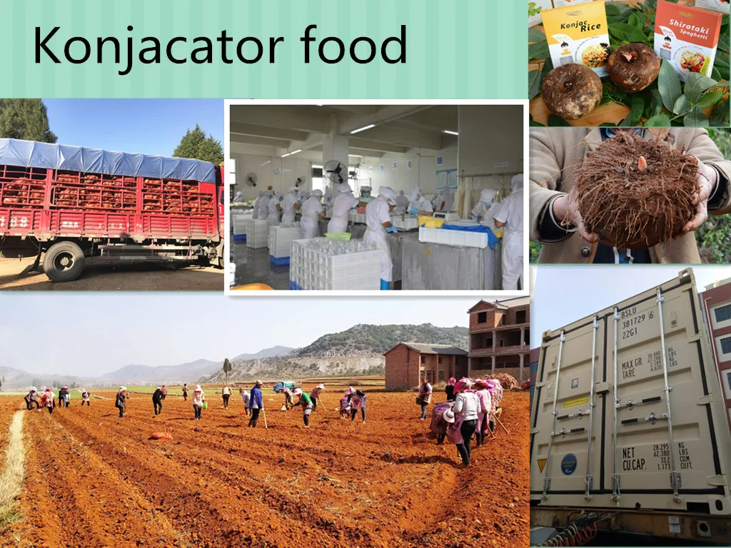 konjac foods factory