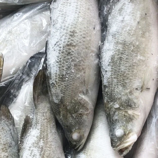 Farm Raised Frozen Barramundi/ Asia Sea Bass Buy Frozen Barramundi