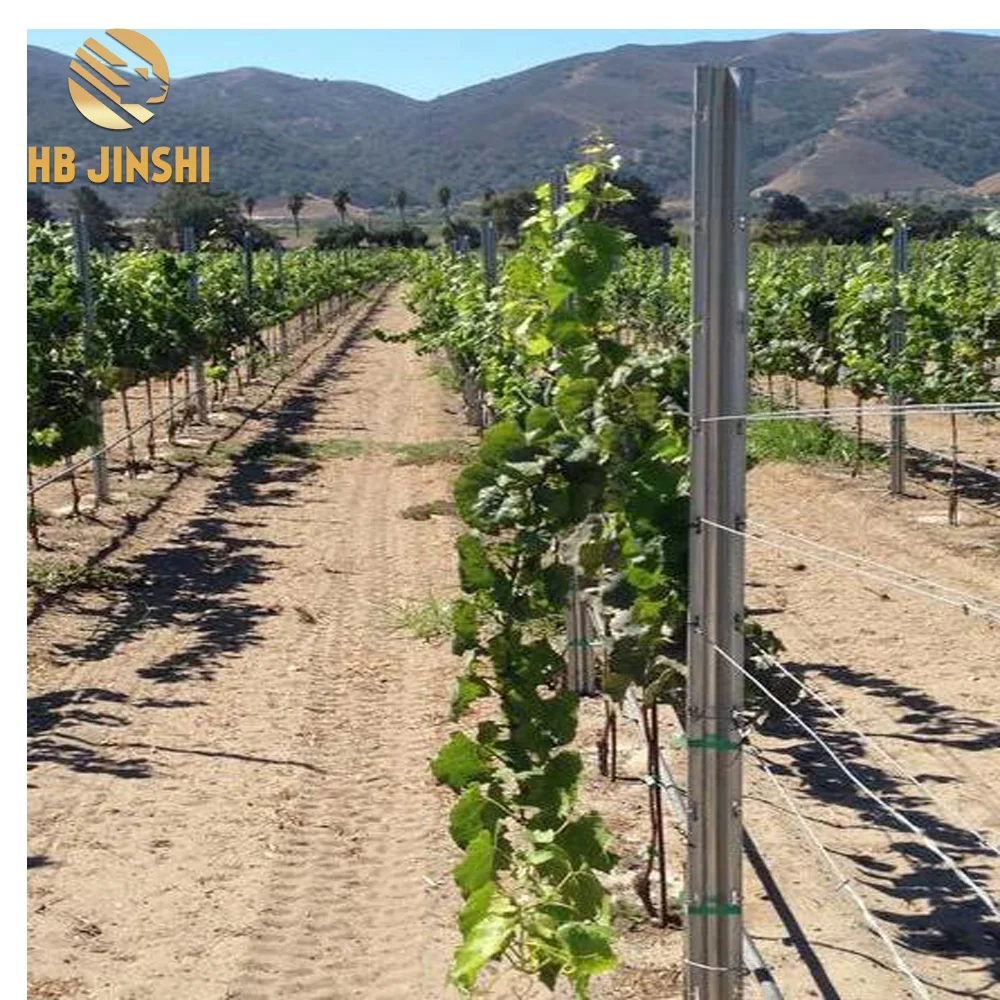 Galvanized Metal Grape Poles Vineyard Post Stakes Buy Vineyard Post