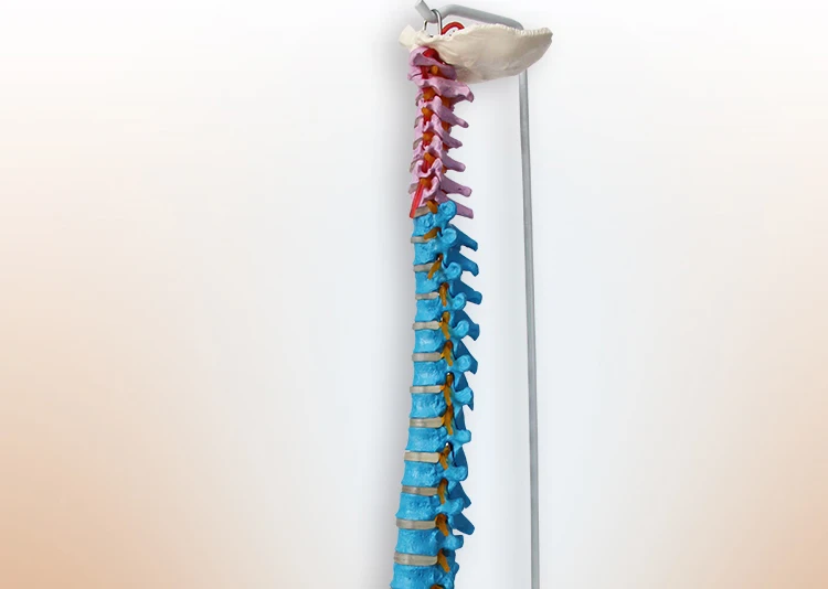 9 Anatomical model spine.jpg