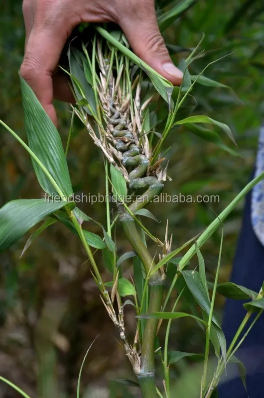 Natural Plant Bamboo Seedling Buy Sale Evergreen Plant Bamboo