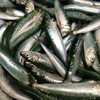 New stock higher quality fresh seafood frozen sardine for bait for sale