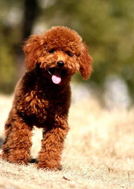 2016 热卖宠物水鼓风机