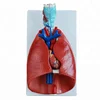 Larynx Heart and Lung Anatomical Model