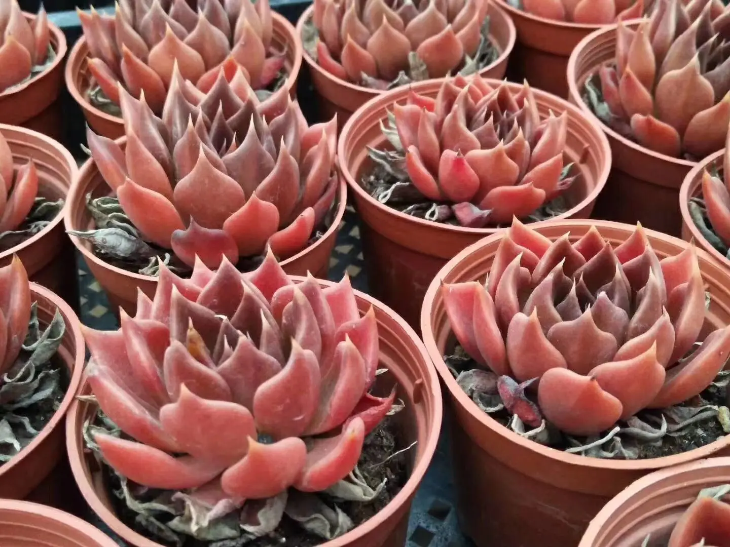 Red Succulents Echeveria Black Prince Buy High End Succulents Red Succulents Red Black Prince Echeveria Black Star Product On Alibaba Com