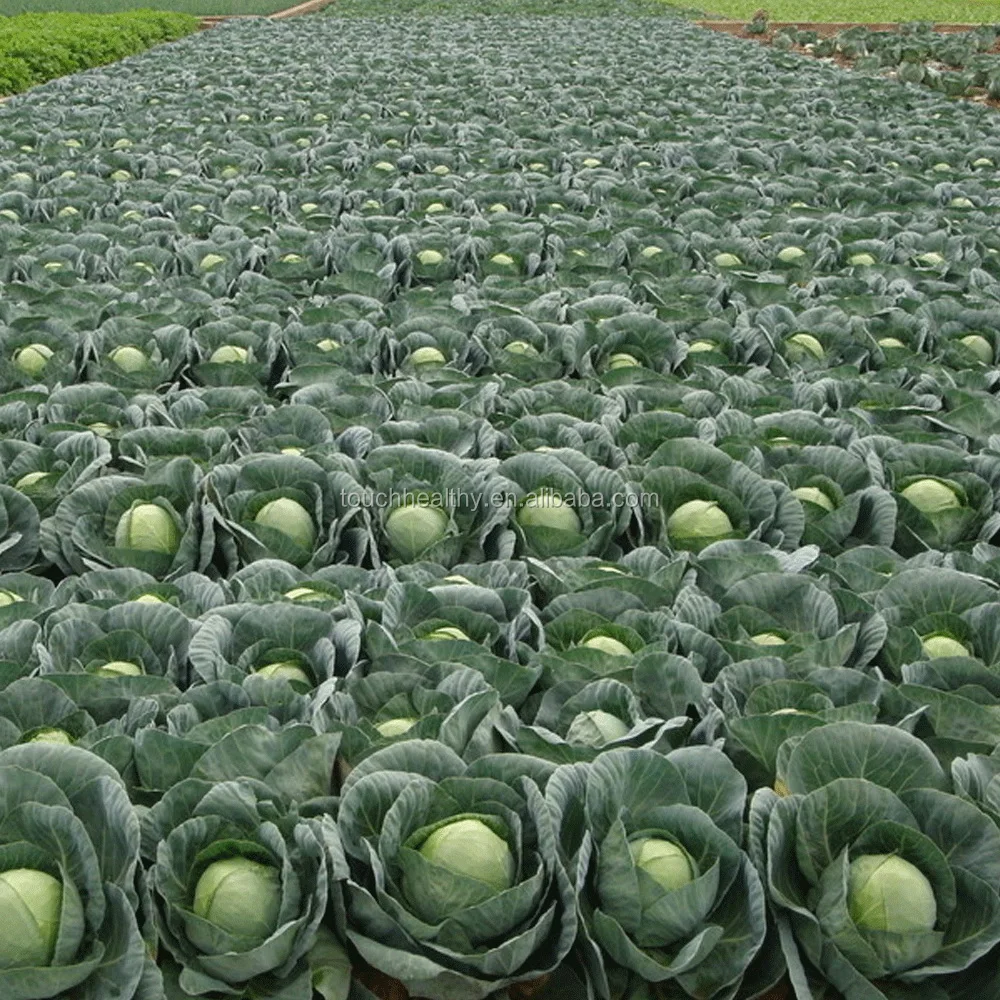 Овощи китая