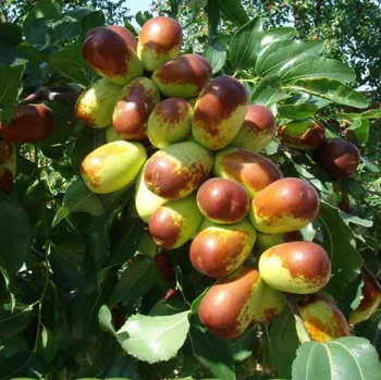 Jujube Tree New Arrival Fruit Grafted Yangtze Seedling Jujube Tree New Arrival Fruit Grafted Yangtze Seedling From Nursery