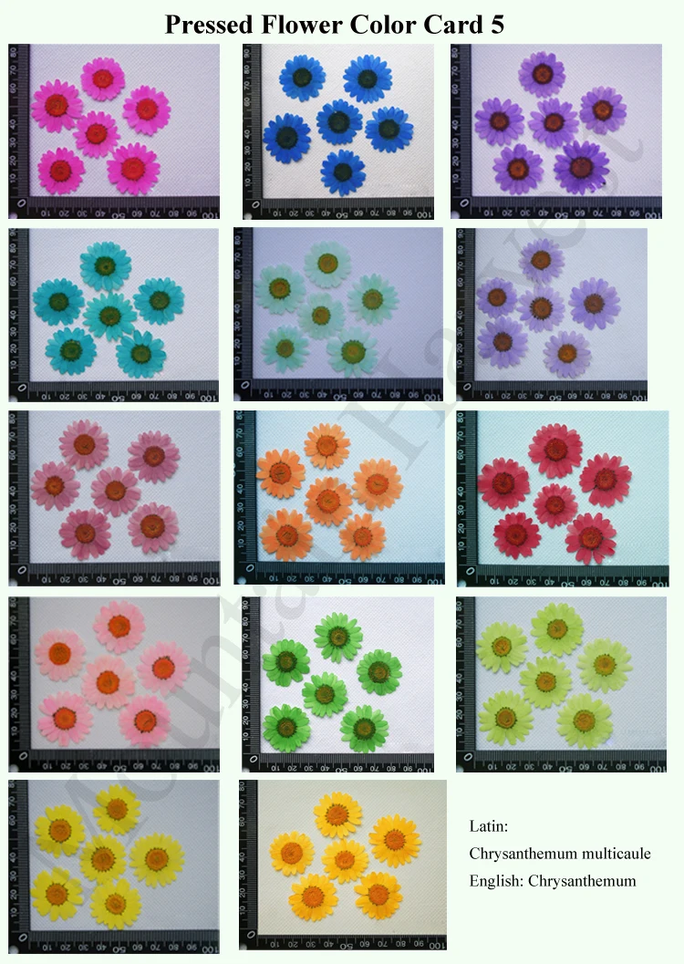 Pressed Flower Card 5.jpg