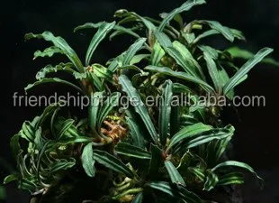 Bucephalandra 3.jpg