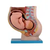 GD/A42006 Pelvis with Uterus in the Ninth Month Pregnancy Model