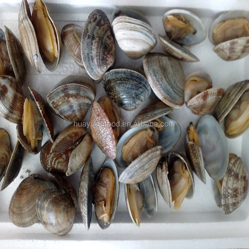 clam sizes