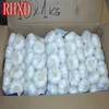 natural white fresh elephant garlic with loose packing