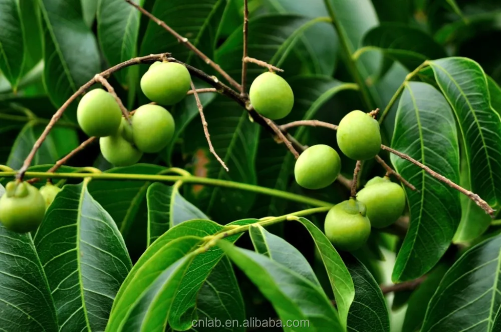 whole foods sapindus mukorossi fruit extract