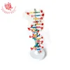 High school Genetics study 60cm Duplex DNA model