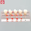 5 stages endodontic treatment steps demonstration model for the 2nd molar