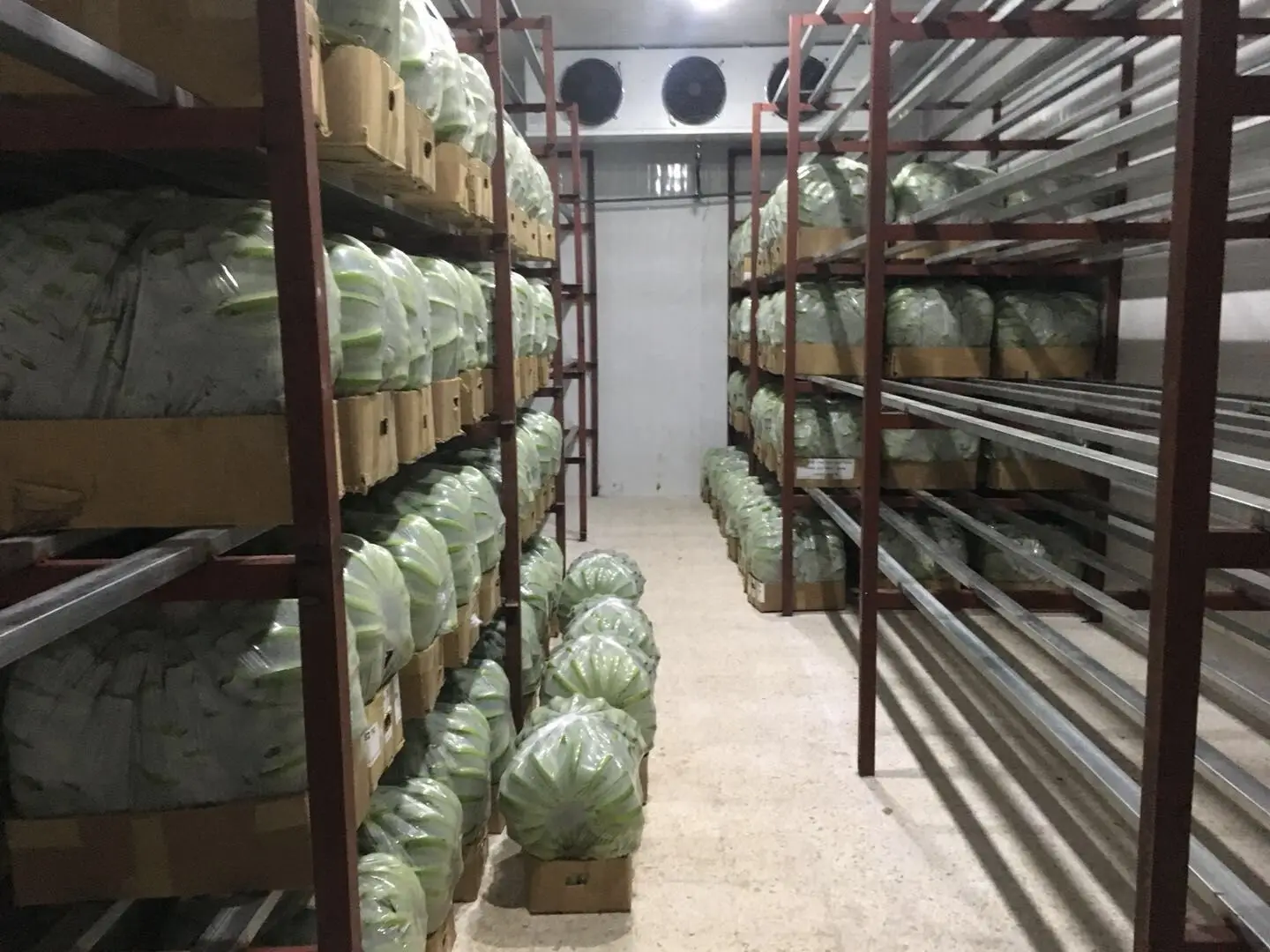 cold room for banana