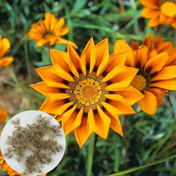 Seksi Jual Krisan Gazania Rigens Pot Bunga Gazania Splendens Biji Buy Gazania Splendens Biji Pot Bunga Gazania Splendens Biji Seksi Jual Gazania Splendens Biji Product On Alibaba Com