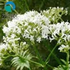 Nature valerian dry extract,valerenic acid 0.4%, 0.8%, 1.2%, free sample, no addictive