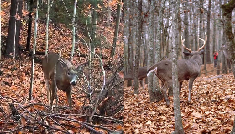 hunting4.jpg