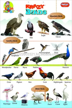 Bird Chart