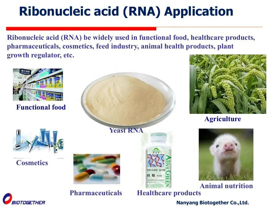 Food Grade Ribonucleic acid (RNA) sodium salt used in pharmaceutical ...