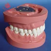 500 type Partial Model for prosthesis with hard gingivae and hard resin teeth