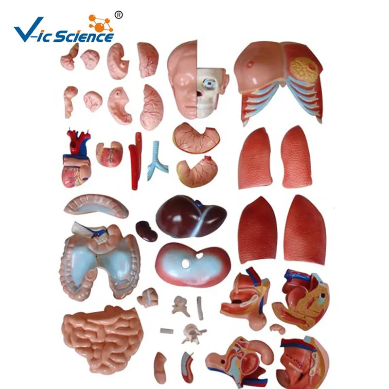 Medical Science Teaching 40 Parts 85cm Human Body Anatomical Torso ...