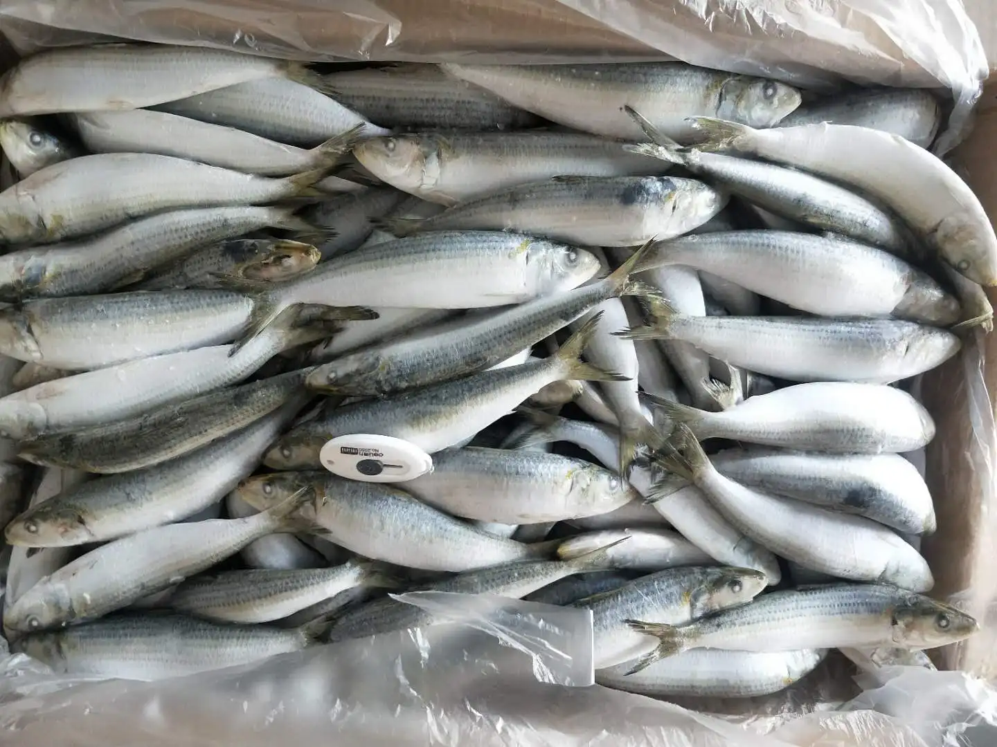 イワシ冷凍餌ライトキャッチ卸売価格 Buy 冷凍イワシ餌ため イワシ餌ための販売 のためイワシ餌 Product On Alibaba Com