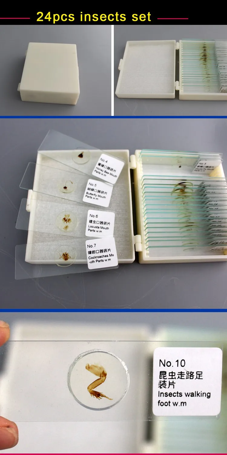 Best Selling Entomology Slide 24pcs Whole Insect Prepared Microscope