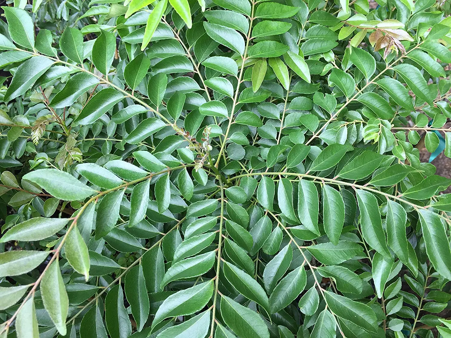 Buy Curry Leaf Tree (Murraya Koenigii) Young Plant in