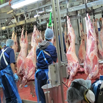 slaughtering abattoir slaughterhouse mutton