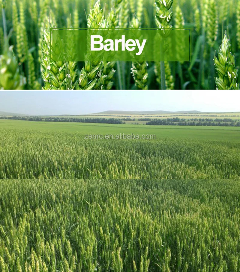 organic roasted barley tea for tin private label slimming