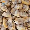 High quality Frozen Clams in shell fish with Multiple sizes