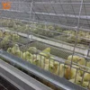 Low Carbon Content Q235 Steel Day Old Chicks Cage Design for Poultry Farm