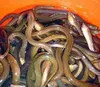 Live eel (Monopterus albus, Fluta alba)