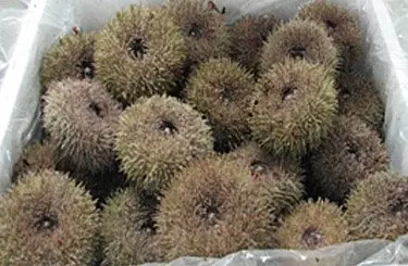 
Sea Urchins 