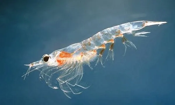 halal antarctic krill oil soft gel capsule 1500mg