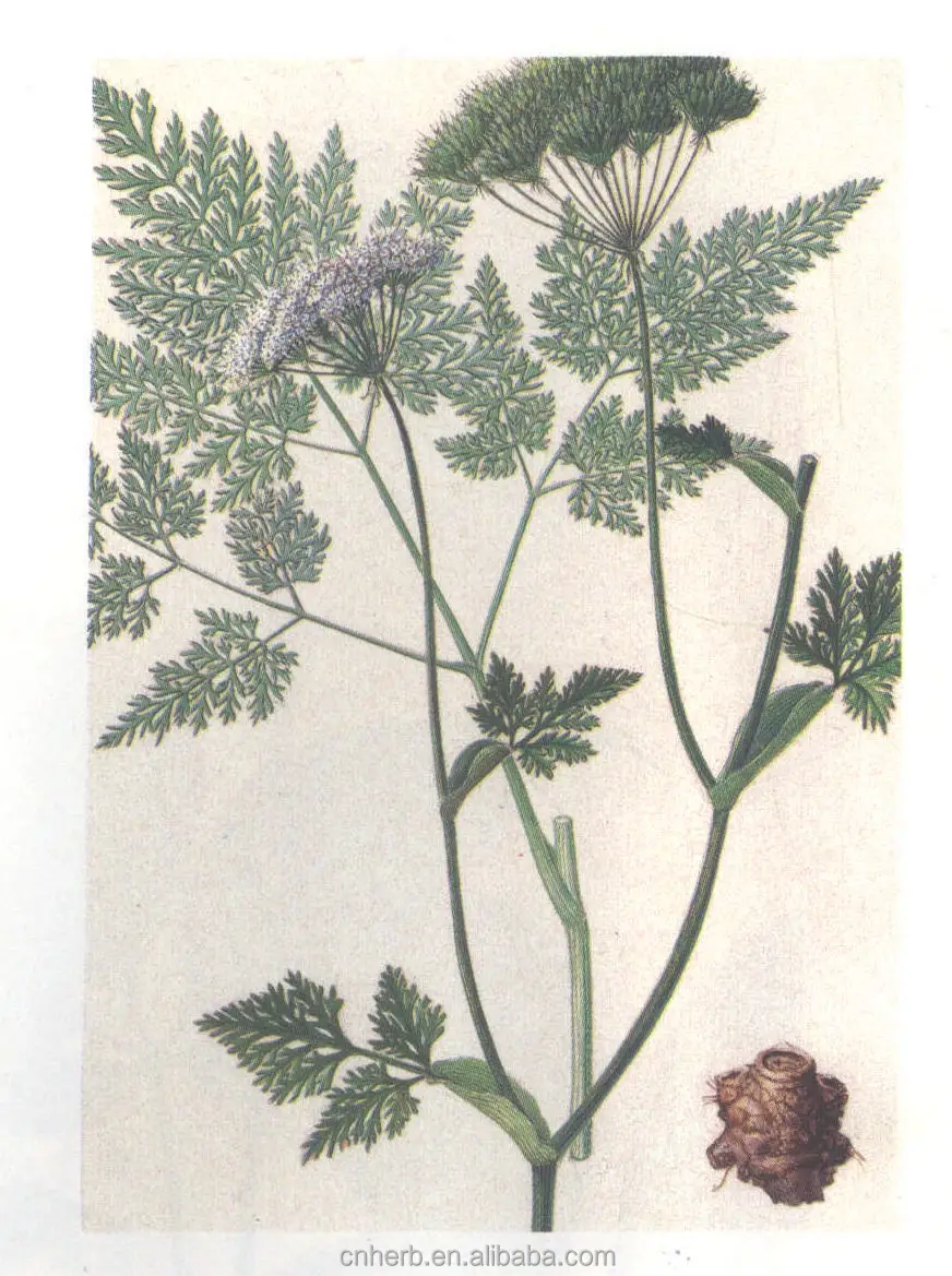 Dried Ligusticum Wallichii Ligusticum Chuanxiong Rhizoma Chuan Xiong