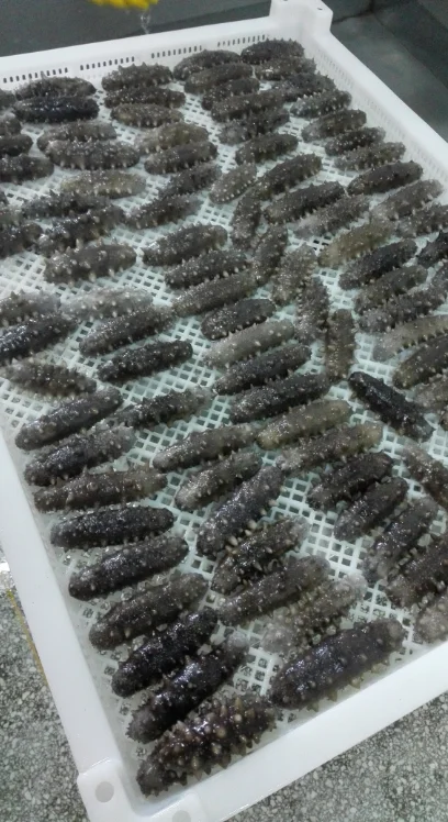 Cryogenic freezer, iqf freezer, blast freezer, 300kg/h