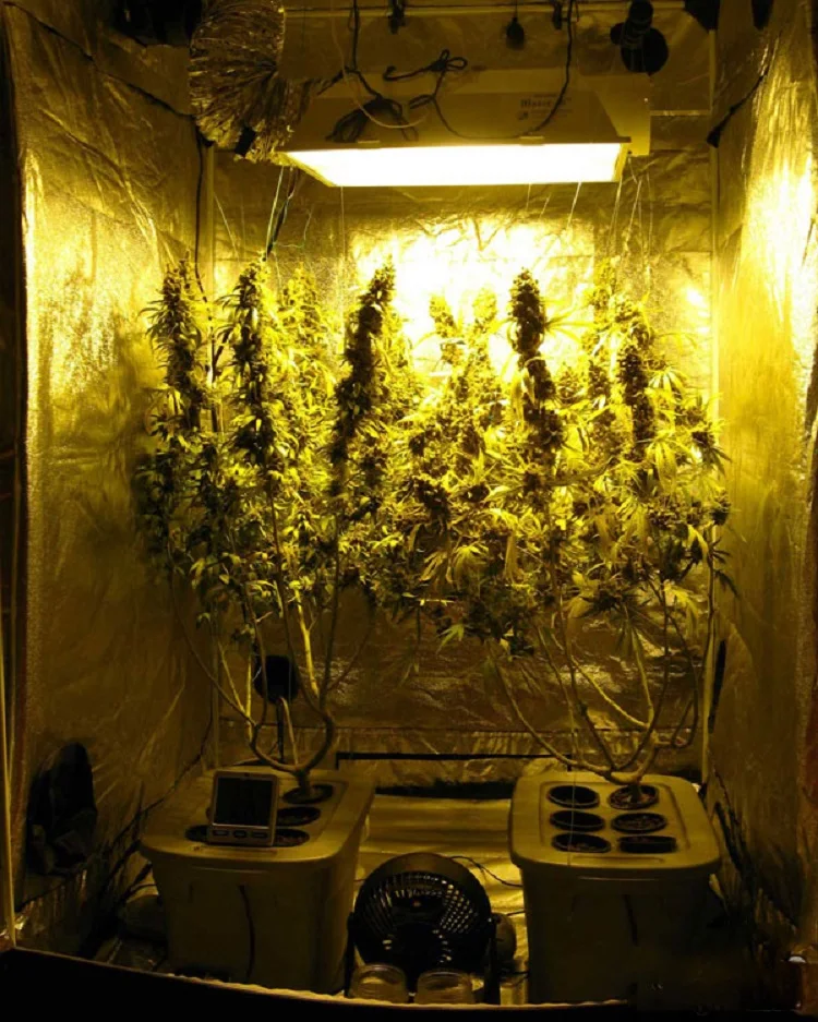 Конопля дома в гроубоксе за какое количество марихуаны посадят