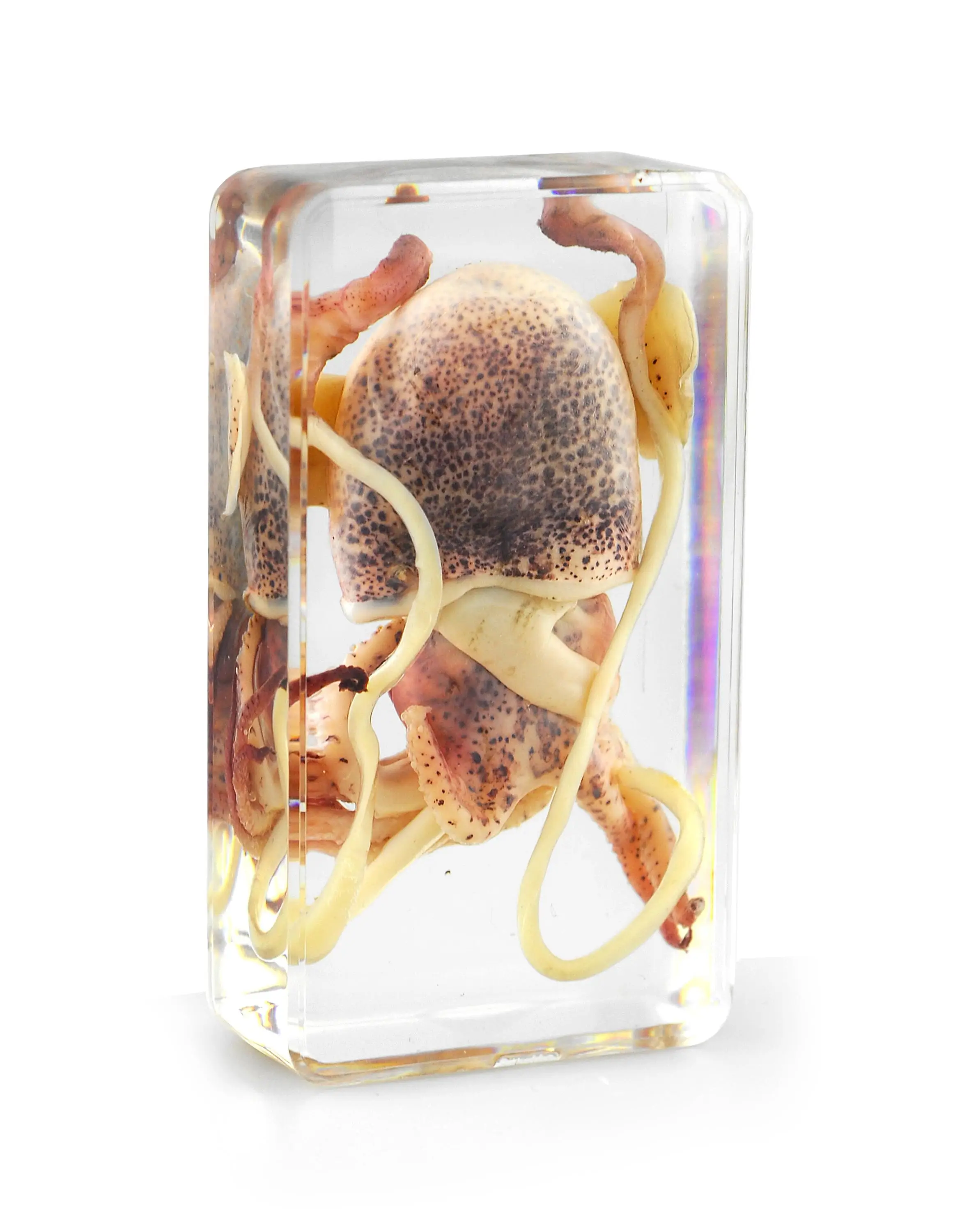 Real Jellyfish Embedded Specimen Resin Education Teaching Guide School