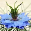 Wholesale Nigella Sativa Organic Price Extract organic Black Cumin