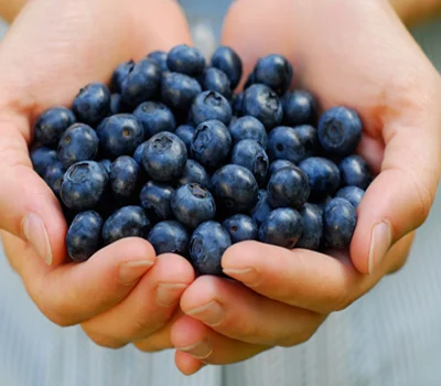 100% natural brazilian acai berry extract / brazilian acai p.e.