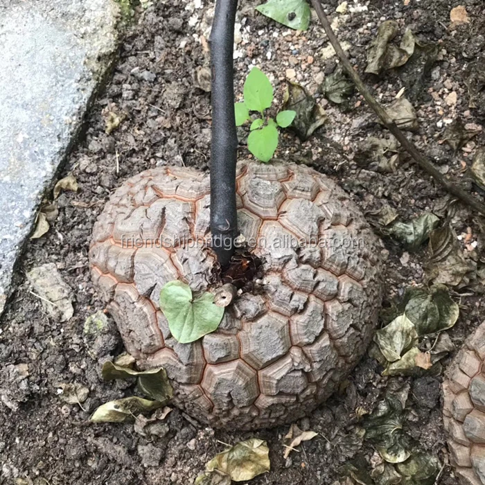 Dioscorea elephantipes 13.jpg