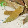 Pi Pa Ye Integrative Medicine High Quality Dried Natural Loquat Leaf For Sale