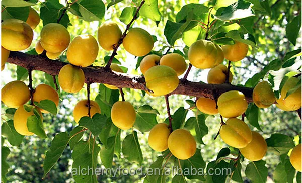 snack food natural sun dried apricot