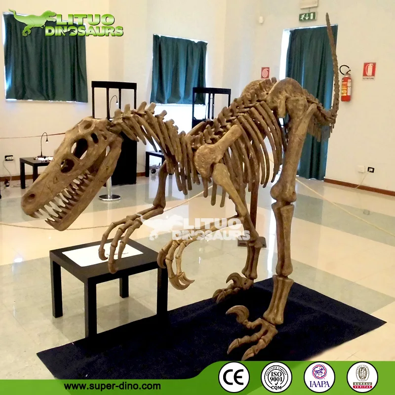 life size velociraptor skeleton