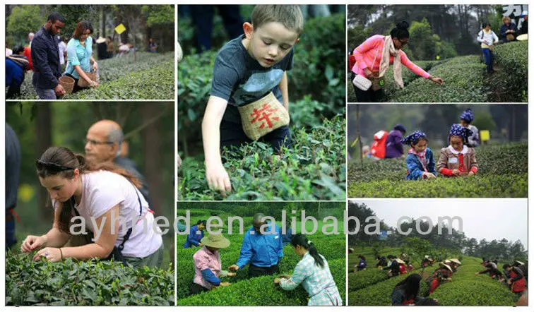 Huoshan Yellow tea garden.jpg